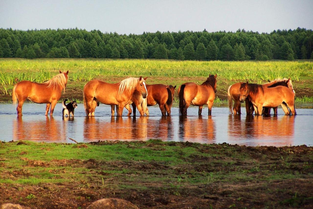 Biebrza24 - Agroturystyka Sztabin エクステリア 写真